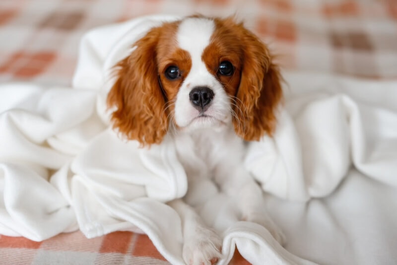 Cavalier King Charles Spaniel dog close up puppy