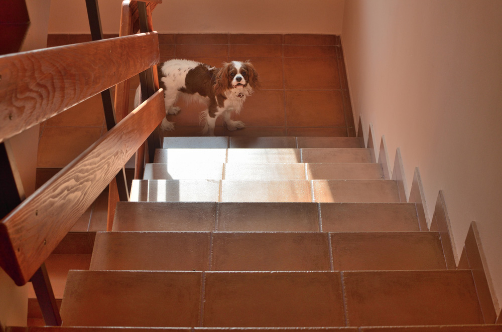 Cavalier King Charles Spaniel dog walking up the stairs