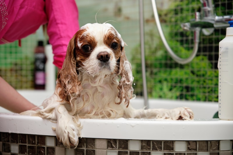 Cavalier King Charles Spaniel in the bath tub