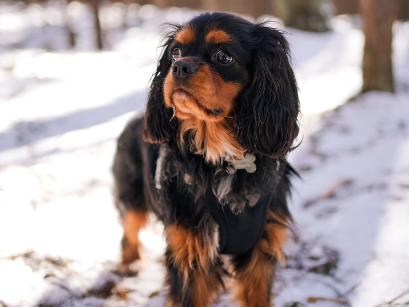 Cavalier King Charles Spaniel in the snow