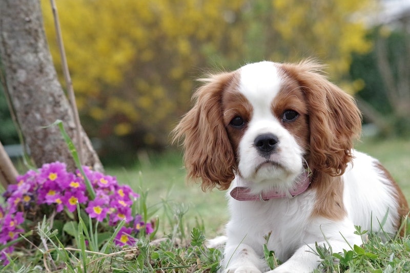 Cavalier King Charles Spaniel Puppy