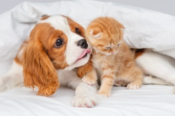 Cavalier King Charles Spaniel puppy with kitten