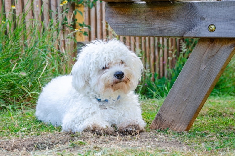 Cavapoo dog on the grass