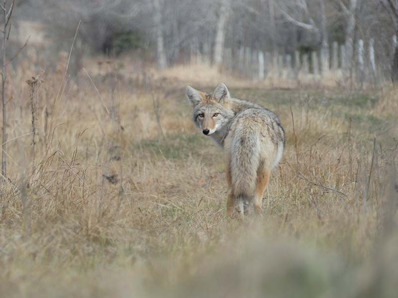 Cayote Looking Back into the Past