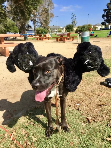 Cerberus Aka. _Fluffy_ Costume for Your Dog
