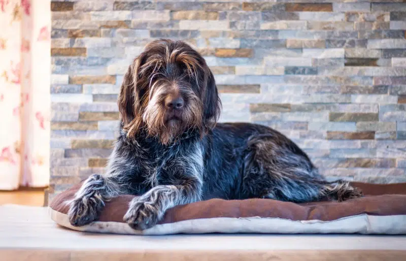 Cesky Fousek dog lying down on mat bed on the floor