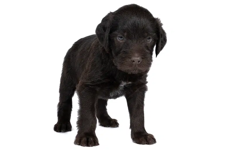 Cesky Fousek puppy dog on white background