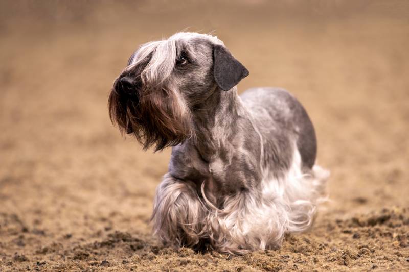 Cesky Terrier at a dog show