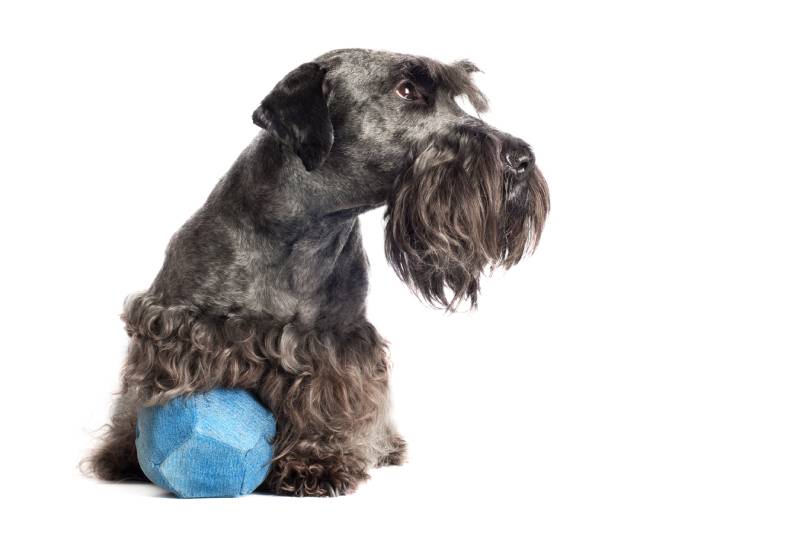 Cesky Terrier dog holding a ball
