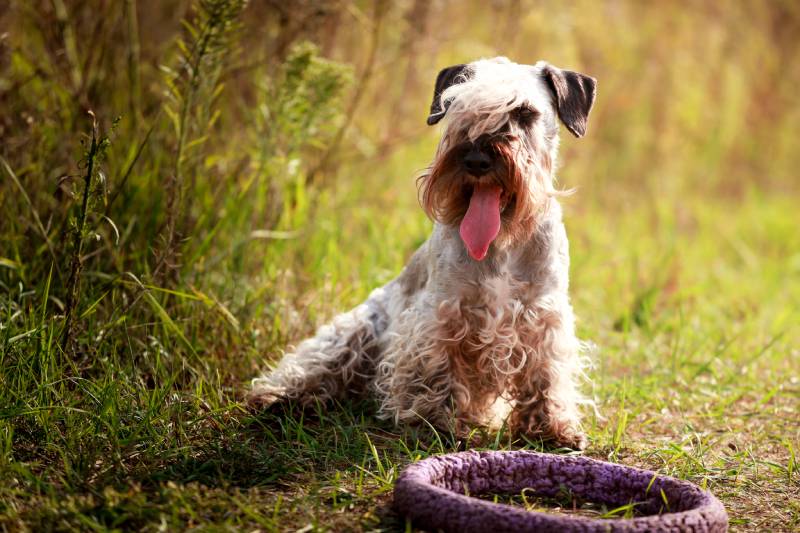 Cesky Terrier dog in the spring