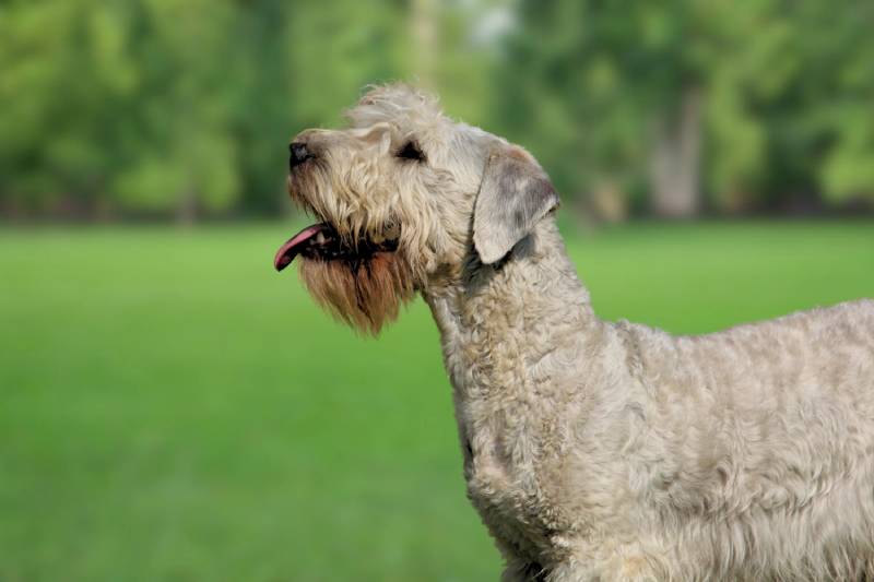 Cesky Terrier dog standing outdoors