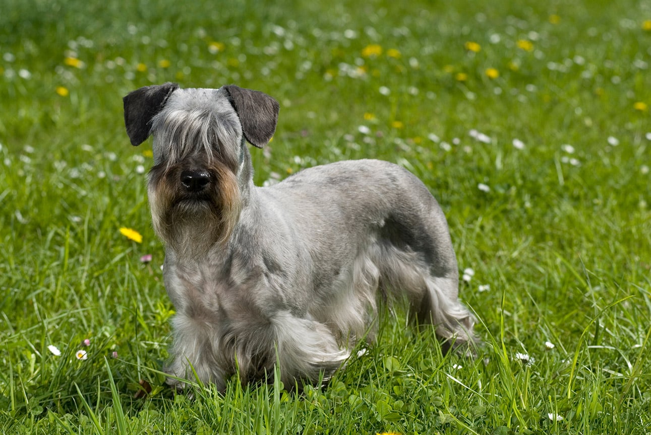 Cesky terrier dog standing on the grass