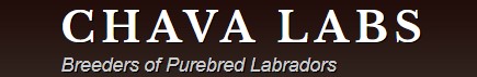Chava Labs