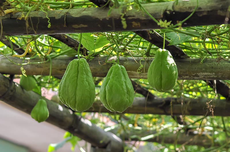 Chayote on tree