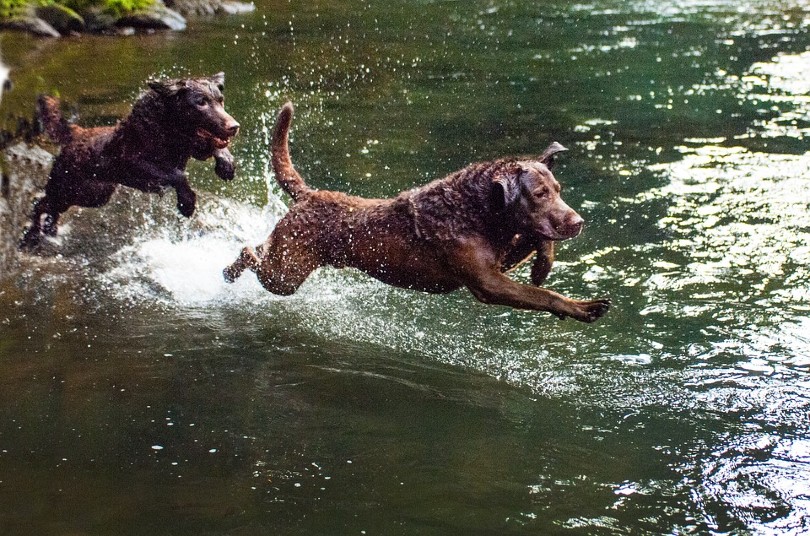 Chesapeake Bay Retriever in river