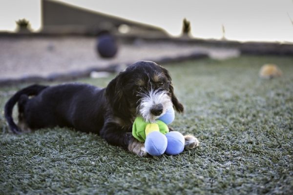 Chestie playing toy outdoor