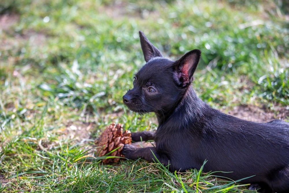 Chi-Poo-puppy-chewing-on-pine-cone