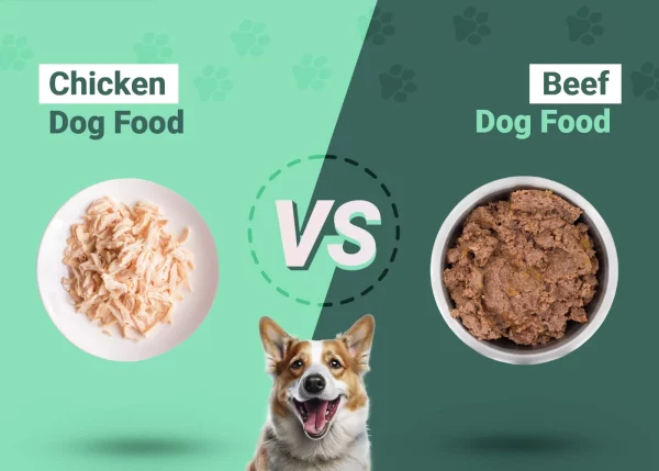 Chicken vs Beef Dog Food - Featured Image