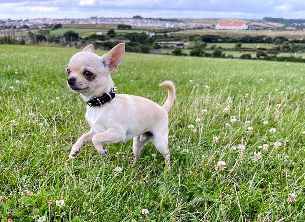 Chihuahua Ned running outside