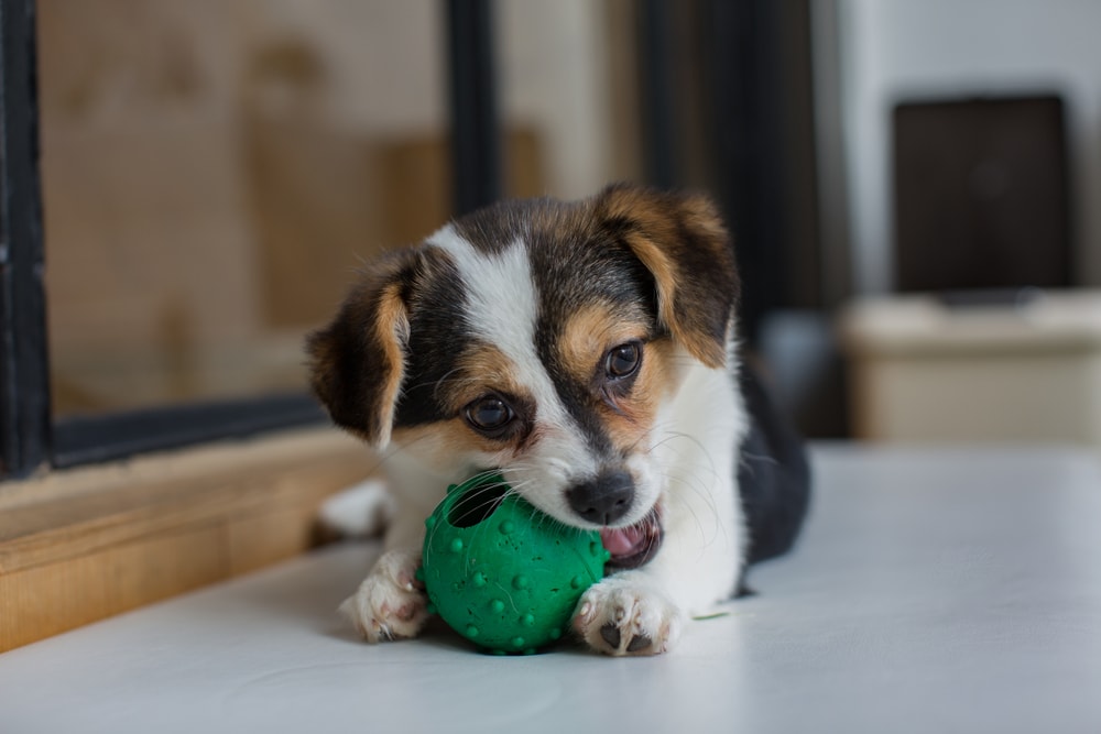 Chihuahua and Corgi mix playing with toy