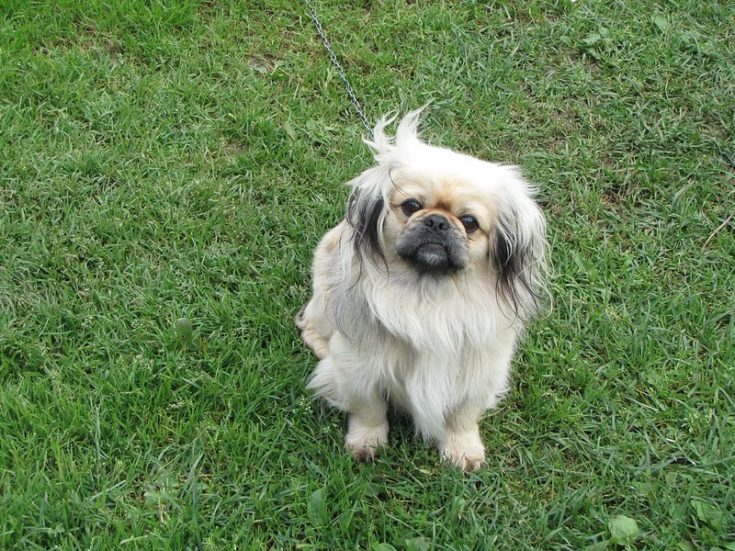 Chihuahua and the Pekingese