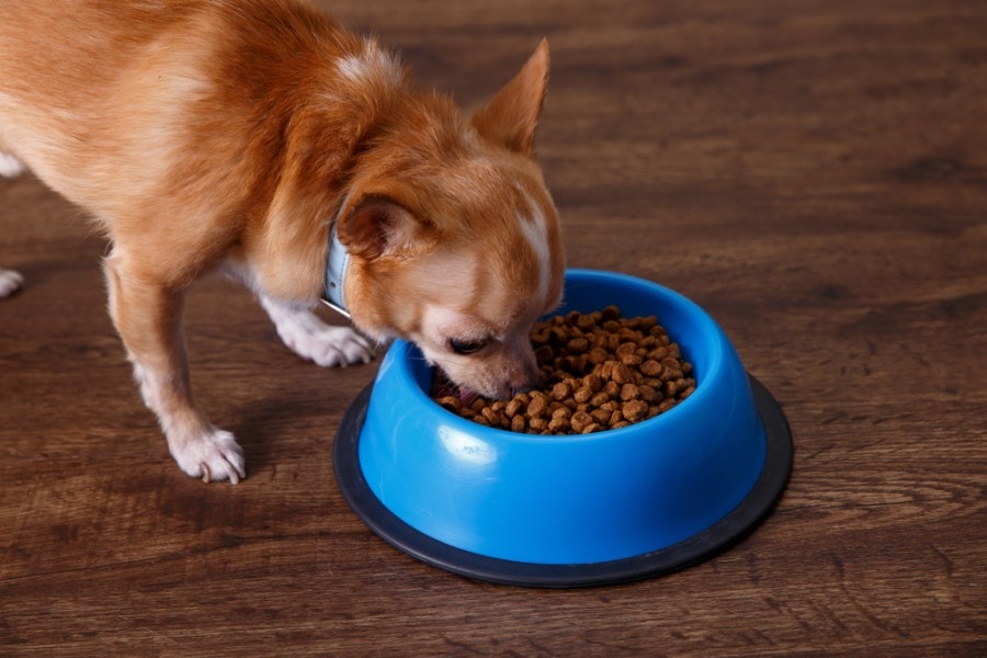 Chihuahua dog eat feed