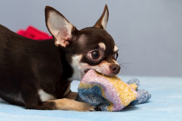Chihuahua dog playing with socks