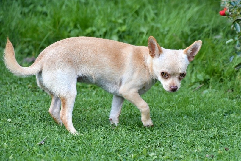 Chihuahua_Christel SAGNIEZ, Pixabay