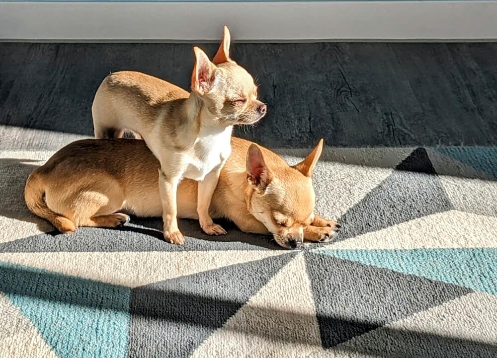Chihuahuas in the sun