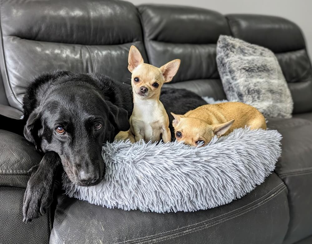 Chihuahuas with Labrador on the couch