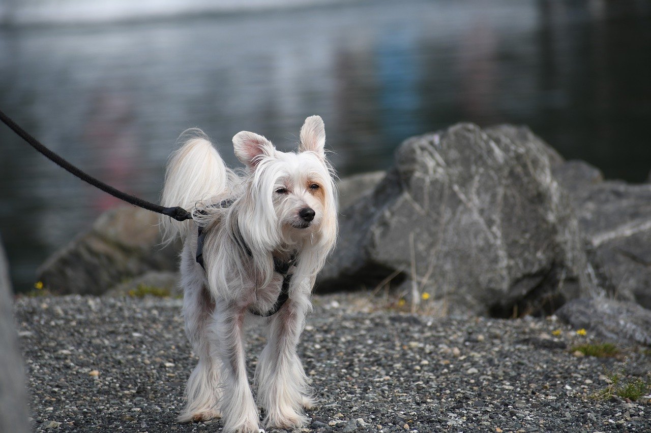 Chinese Crested Dog