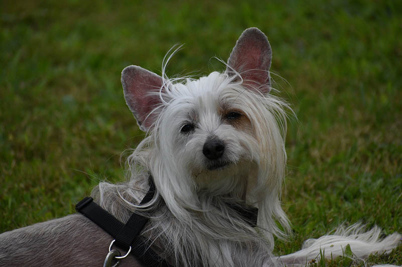 Chinese crested dog