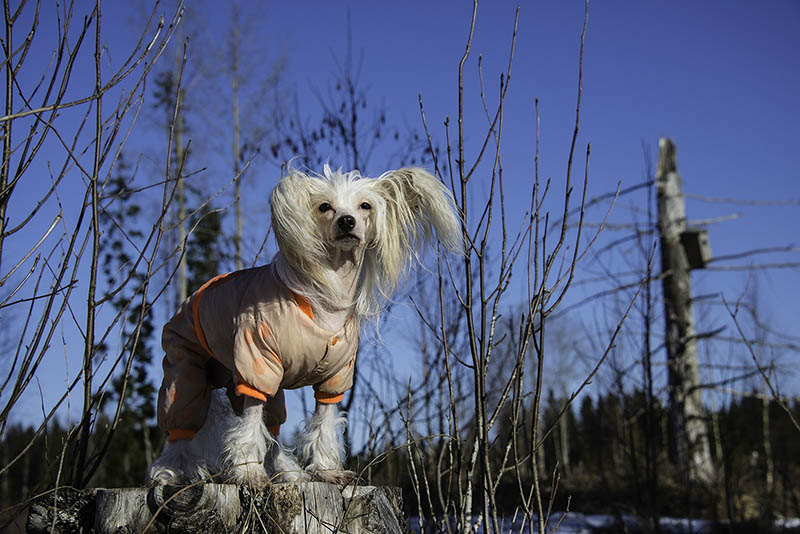Chinese crested outside with winter clothes_Eskimokettu_Pixabay