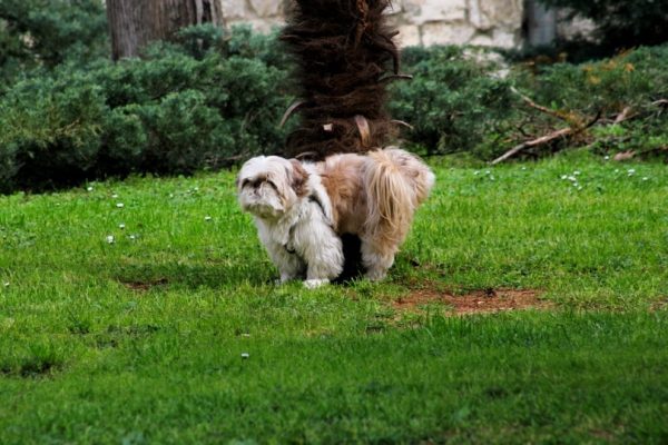 Chinese tsu walking in the grass