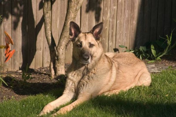 Chinook dog laying in grass outside