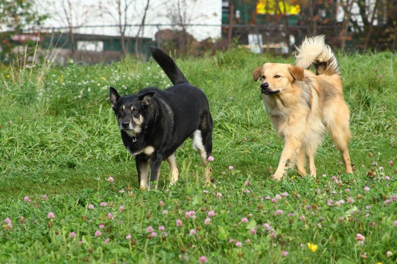 Chinook dogs