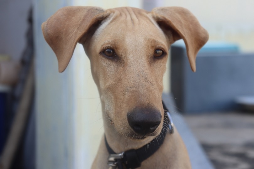Chippiparai Dog_SEBEN S_shutterstock