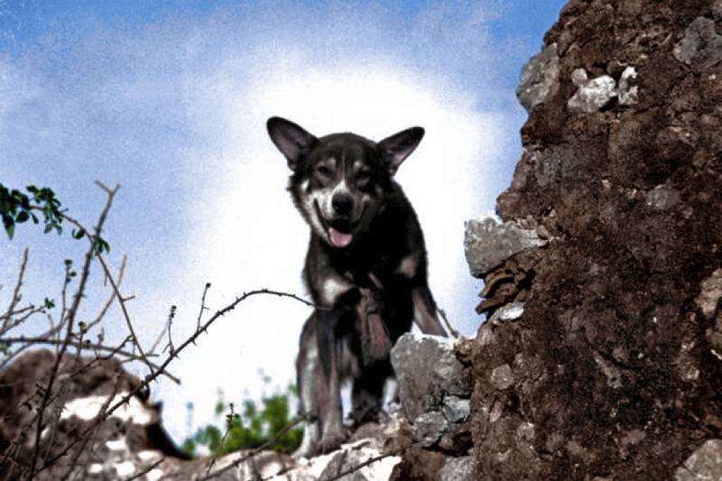 Chips the war dog