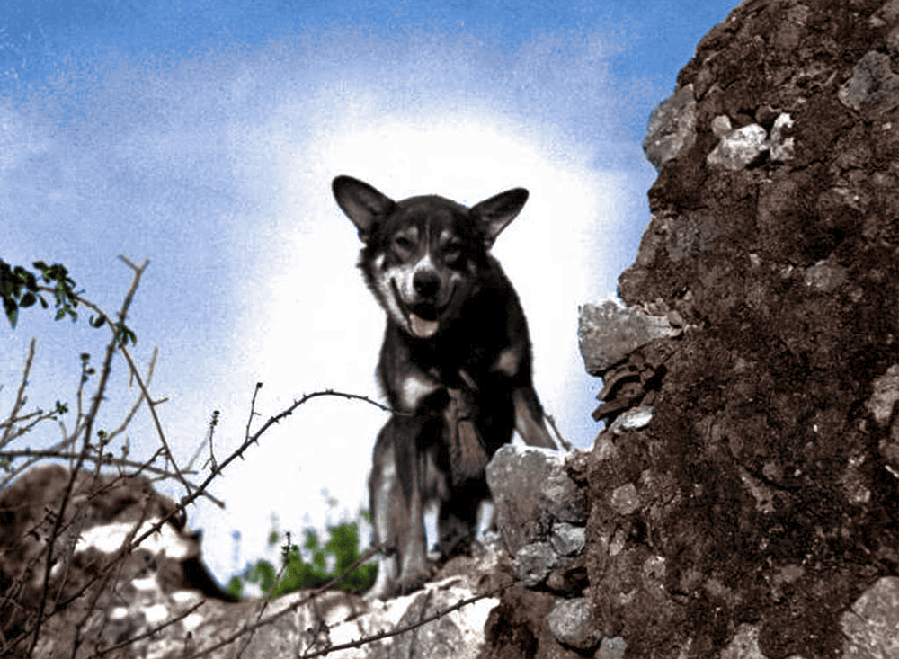 Chips the war dog