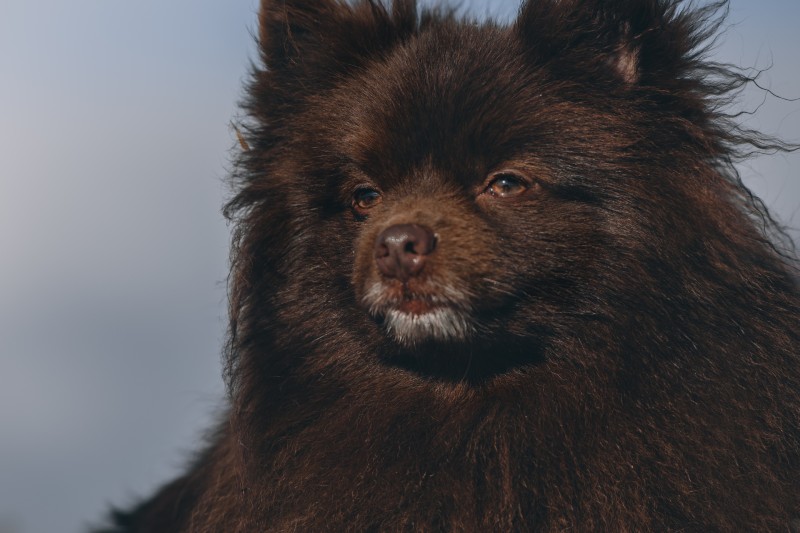 Chocolate/ Brown Pomeranian Spitz