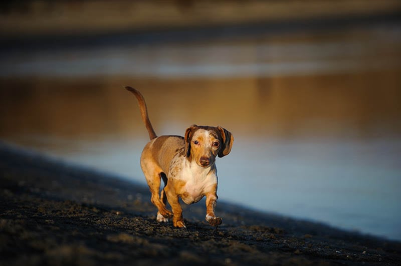 Chocolate Double Dapple Miniature Dachshund