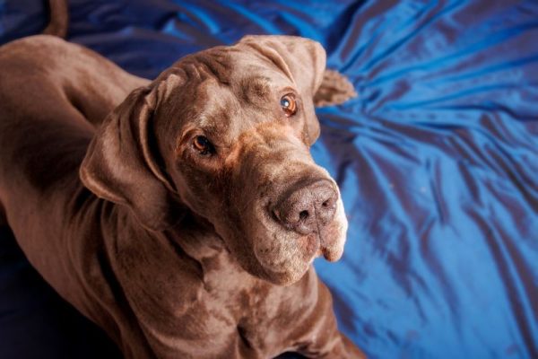 Chocolate Great Dane dog looking up