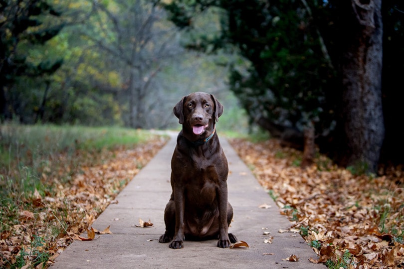 Chocolate Labrador Retriever autumn