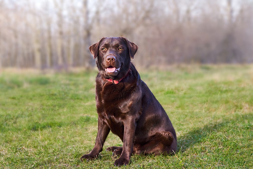 Chocolate Labrador Retriever