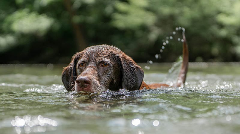 Chocolate Labrador swimming