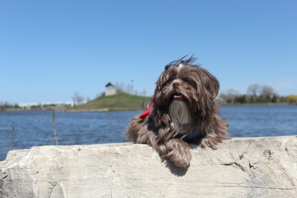 Chocolate Shih Tzu