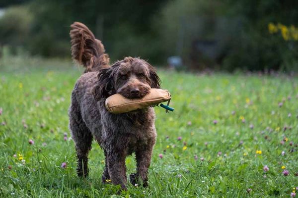 Chocolate brown Labradoodle dog retieving training dummy