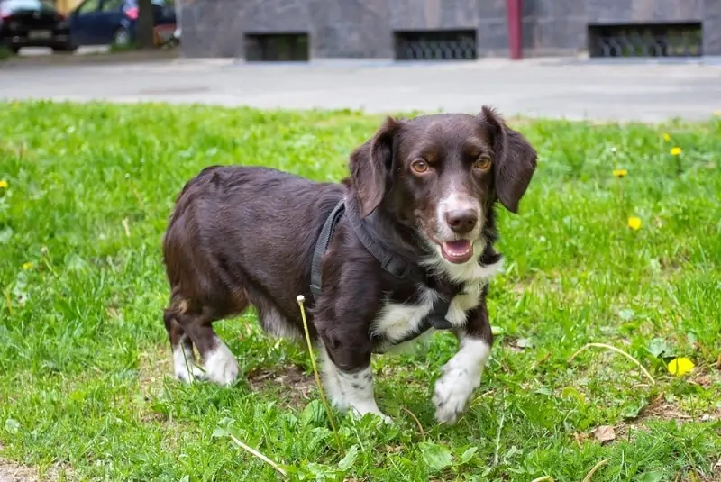Chocolate brown Wesphalian