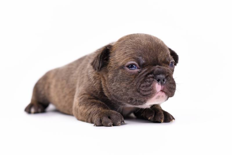 Chocolate french Bulldog puppy in white background