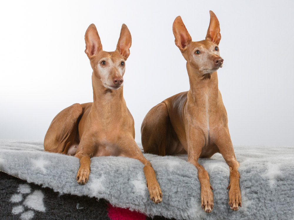 Cirneco Dell'Etna dogs in the studio